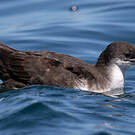 Puffin des Galapagos