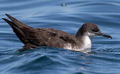 Puffin des Galapagos