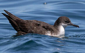 Galapagos Shearwater