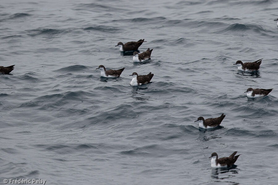 Galapagos Shearwater