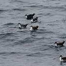 Puffin des Galapagos