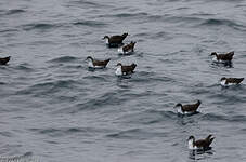 Puffin des Galapagos