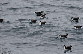 Galapagos Shearwater