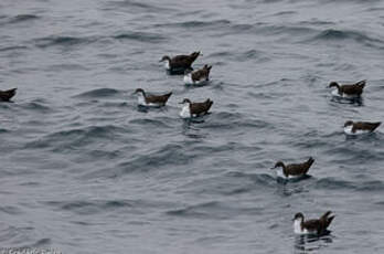 Puffin des Galapagos