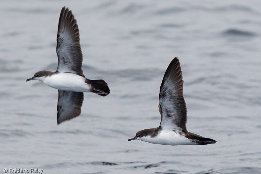 Galapagos Shearwater