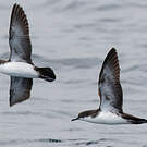 Puffin des Galapagos