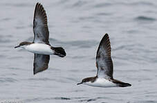 Puffin des Galapagos