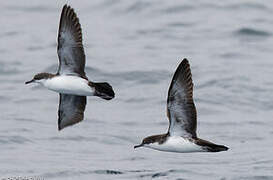 Galapagos Shearwater