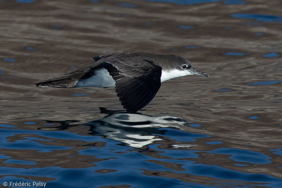 Galapagos Shearwater