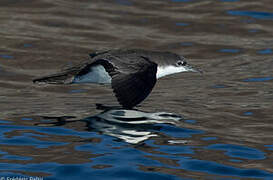 Galapagos Shearwater