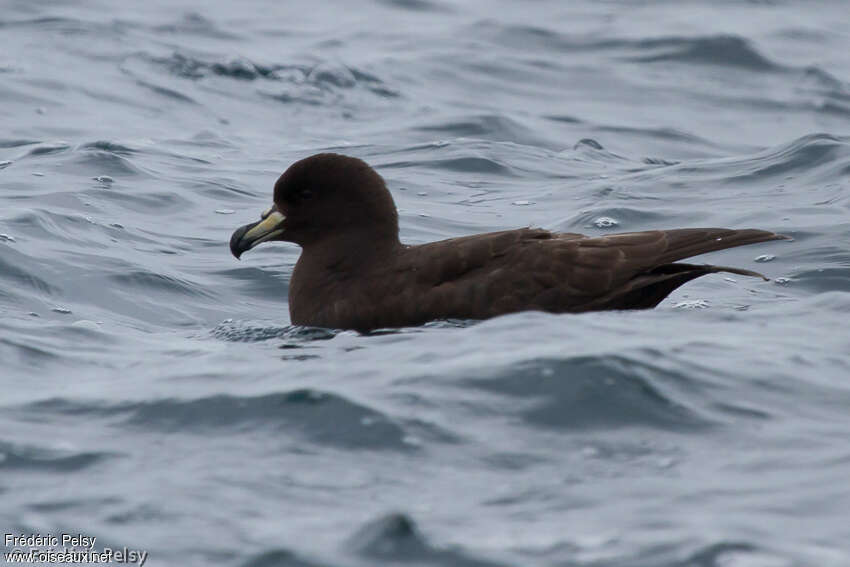 Westland Petreladult