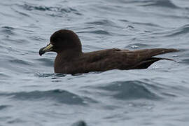 Westland Petrel