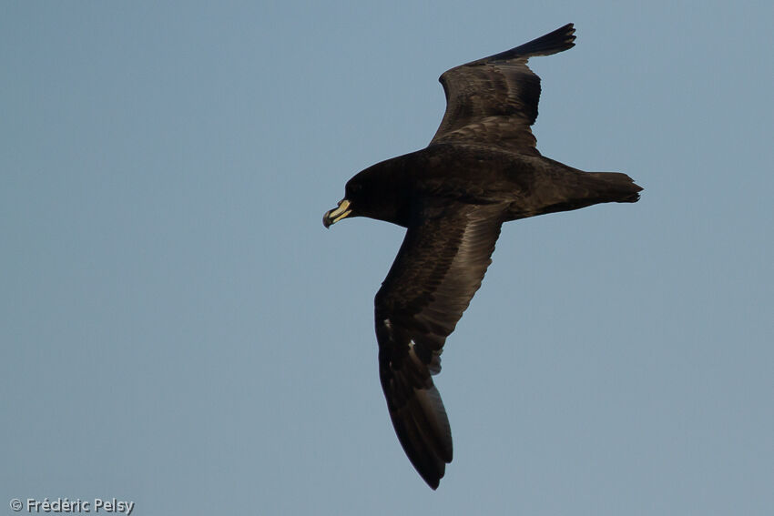 Puffin du Westlandadulte