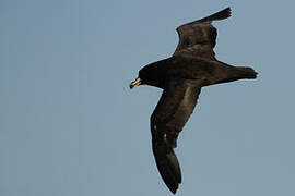 Westland Petrel