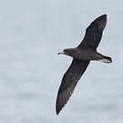 Puffin fouquet