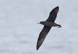 Wedge-tailed Shearwater