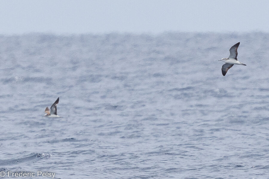 Puffin leucomèle