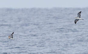 Streaked Shearwater