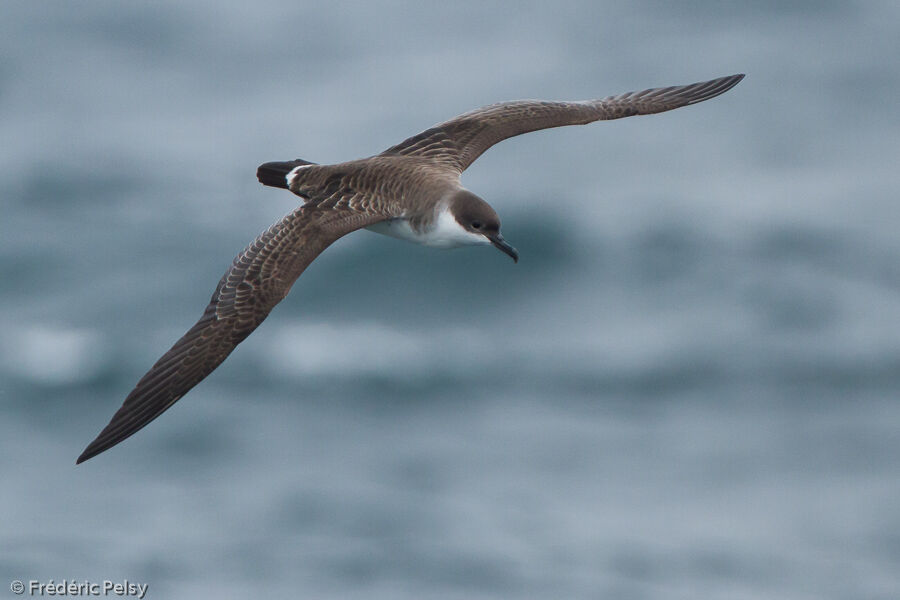 Great Shearwater