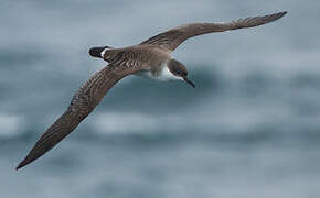 Great Shearwater