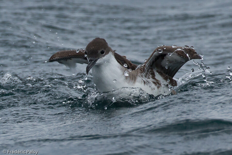 Great Shearwater