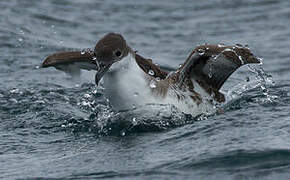 Great Shearwater