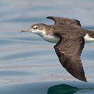 Puffin persique