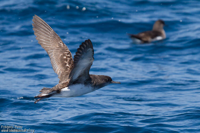 Fluttering Shearwateradult, Flight