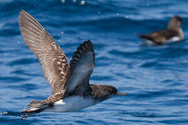 Fluttering Shearwater