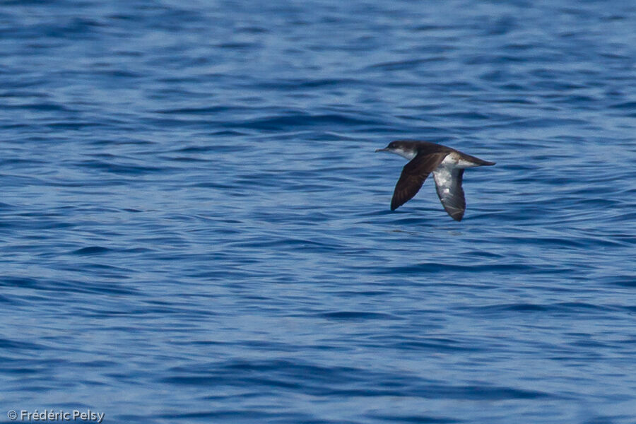 Yelkouan Shearwater, Flight