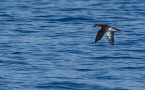 Yelkouan Shearwater