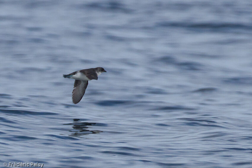 Common Diving Petrel