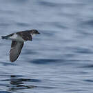 Puffinure plongeur