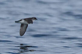 Common Diving Petrel