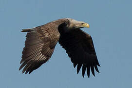 White-tailed Eagle