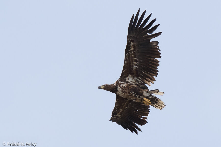 White-tailed Eagleimmature, Flight