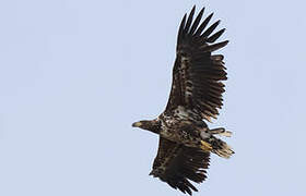 White-tailed Eagle