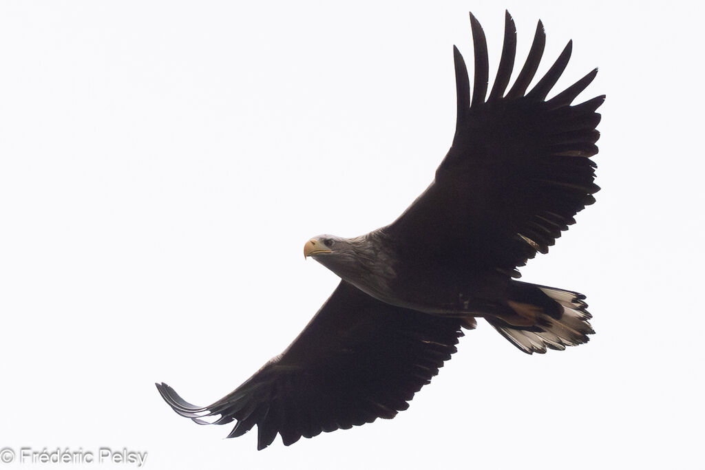 White-tailed Eagle male subadult