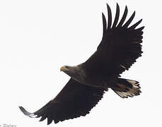 White-tailed Eagle