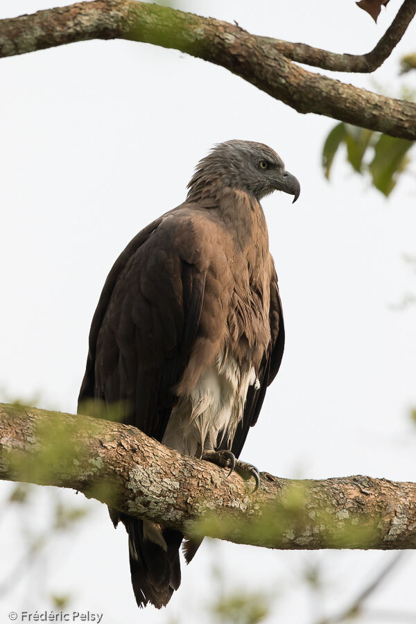 Grey-headed Fish Eagle