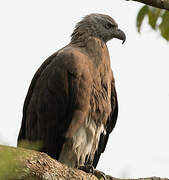 Grey-headed Fish Eagle