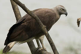 Grey-headed Fish Eagle