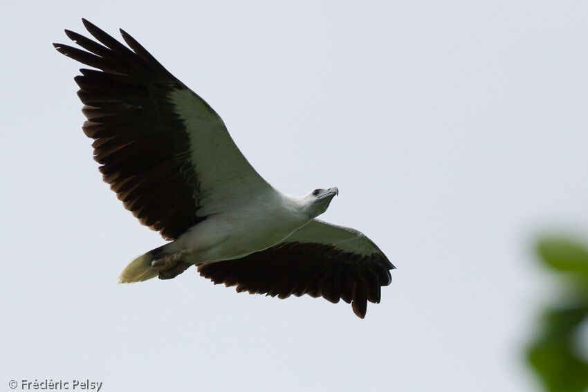 White-bellied Sea Eagleadult