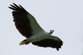 White-bellied Sea Eagle