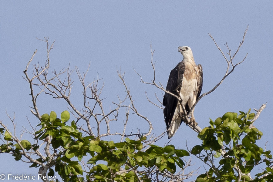 White-bellied Sea Eagle