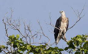 White-bellied Sea Eagle