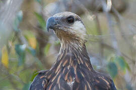 Madagascar Fish Eagle