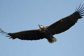 Madagascar Fish Eagle