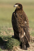 Pallas's Fish Eagle