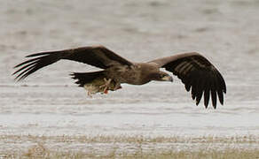 Pallas's Fish Eagle